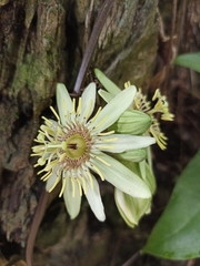 Passiflora rovirosae