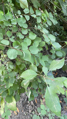 Muehlenbeckia australis