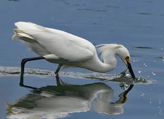 Egretta thula