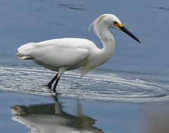 Egretta thula