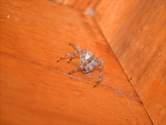 Araneus cavaticus