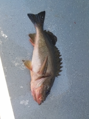 Sebastes brevispinis