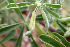 Dasineura lupinorum