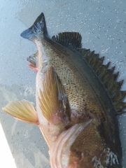 Sebastes brevispinis