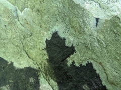 Lichenothelia