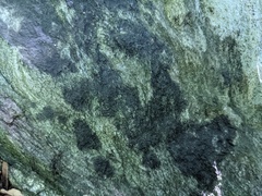 Lichenothelia