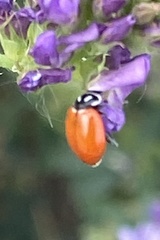 Hippodamia convergens