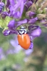 Hippodamia convergens