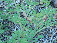 Hosackia crassifolia