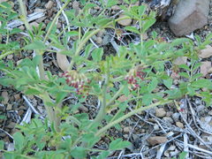 Hosackia crassifolia