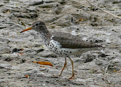 Actitis macularius