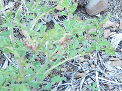 Hosackia crassifolia