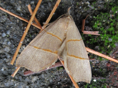 Gonepatica opalina