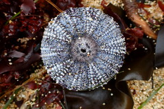 Strongylocentrotus purpuratus