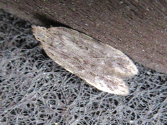 Tornodoxa paraleptopalta