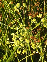 Cyperus pseudovegetus