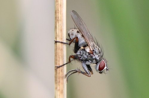 Common Tiger Fly photo 5