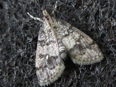Dolicharthria bruguieralis