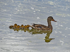 Anas platyrhynchos
