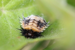 Chelymorpha cassidea