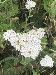 Achillea millefolium