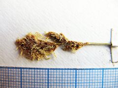 Carex pallida