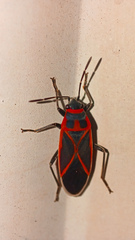 Ochrostomus