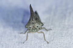 Glossonotus acuminatus