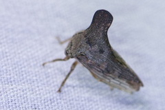 Glossonotus acuminatus