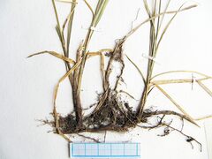 Carex pallida