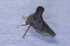 Glossonotus acuminatus