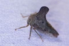 Glossonotus acuminatus