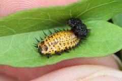 Chelymorpha cassidea