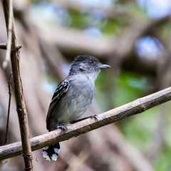 Thamnophilus sticturus