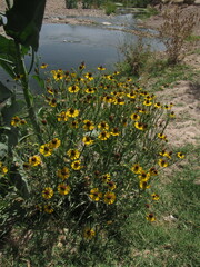 Helenium mexicanum
