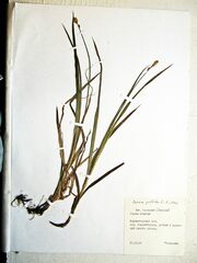 Carex pallida