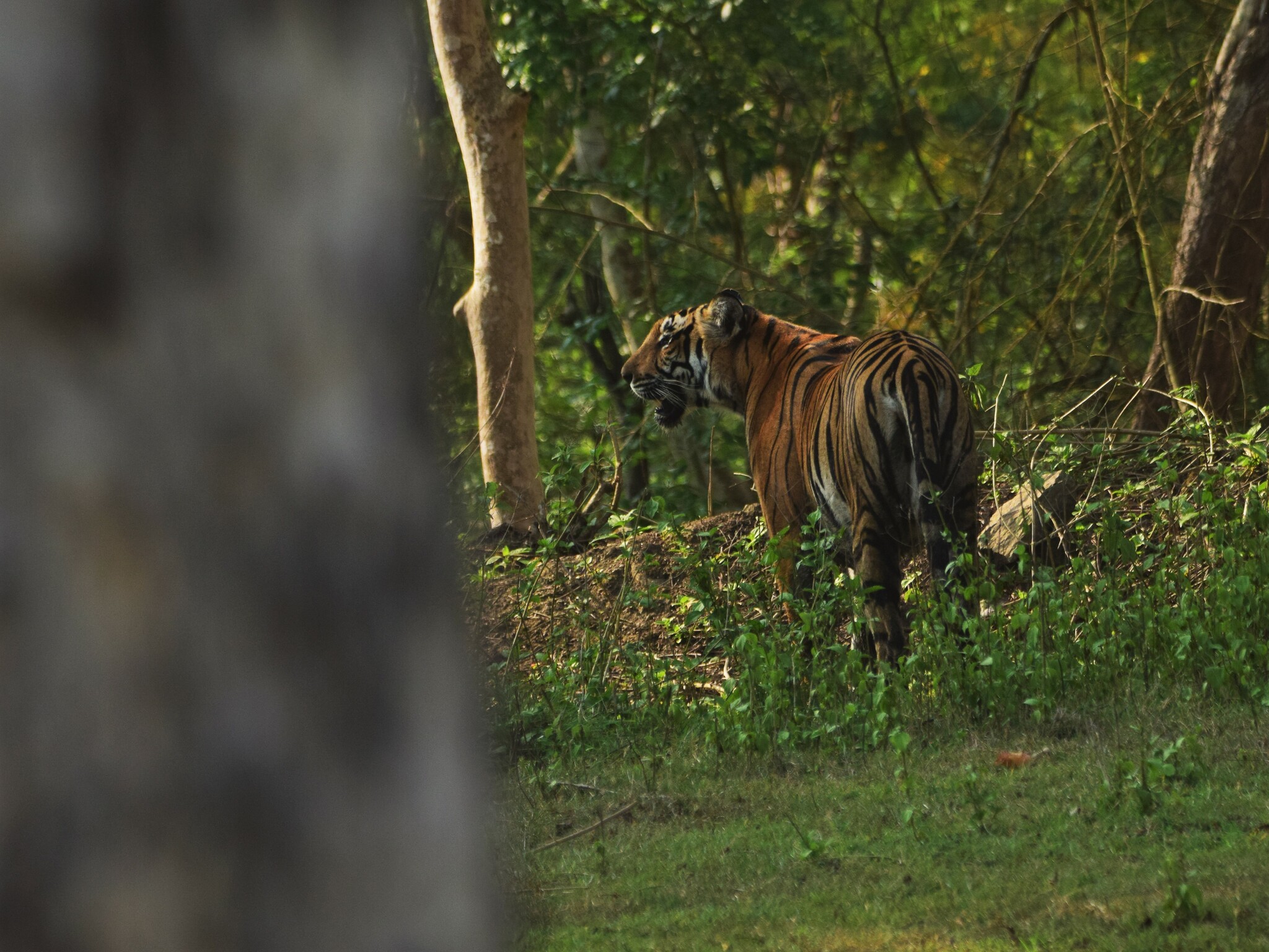 Panthera tigris (Linnaeus, 1758)