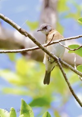 Conopophila albogularis
