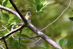 Conopophila albogularis