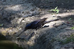 Quiscalus quiscula