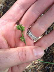 Carex raynoldsii