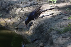 Quiscalus quiscula