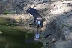 Quiscalus quiscula