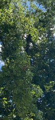 Myiopsitta monachus
