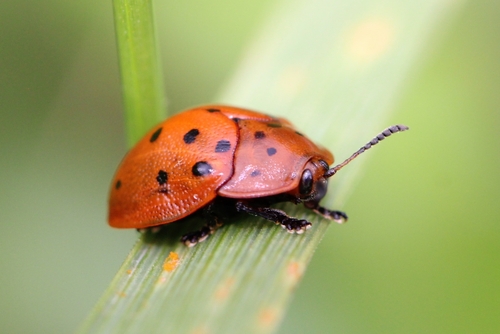 Argus Tortoise Beetle photo 5