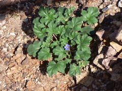 Erodium carolinianum