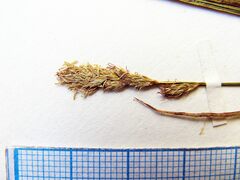 Carex pallida