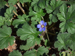 Erodium carolinianum