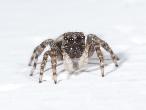 Mexigonus minutus
