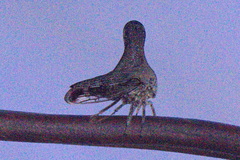 Glossonotus acuminatus